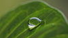 water drops on leaf